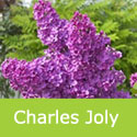 Mature Charles Joly Lilac Tree / shrub, Syringa vulgaris Charles Joly, AWARD + CHALK TOLERANT **FREE UK MAINLAND DELIVERY**